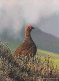 red grouse